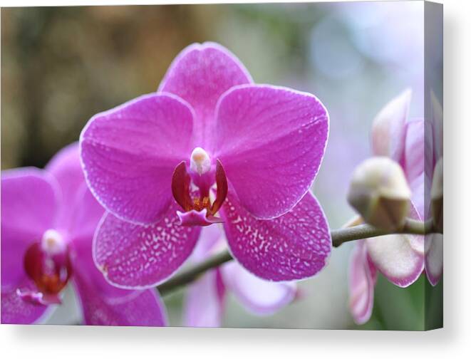 Flowers Canvas Print featuring the photograph Pink orchid by Sue Morris