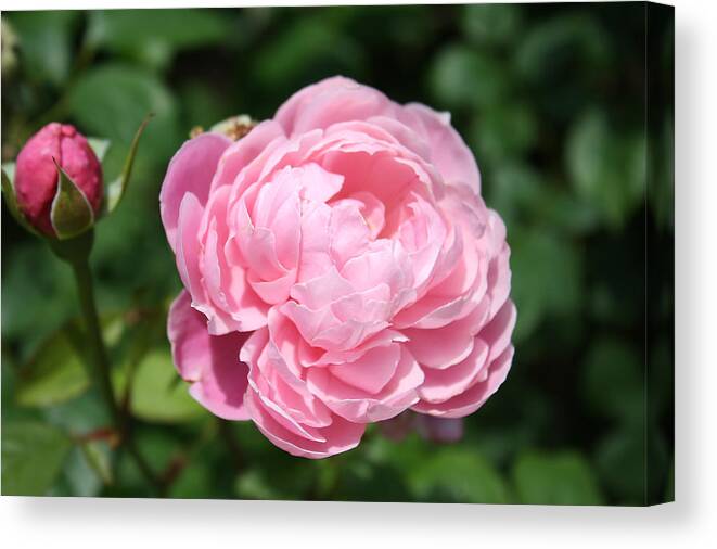 Pink Canvas Print featuring the photograph Pink Rose 2 by Ellen Tully