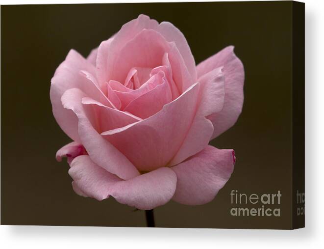 Rose Canvas Print featuring the photograph Pink Rose by Meg Rousher