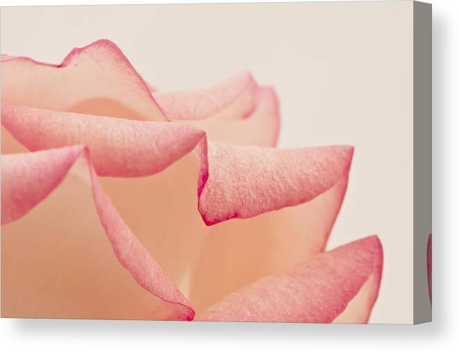 Pink Rose Canvas Print featuring the photograph Pink Rose Petals Up Close by Sandra Foster