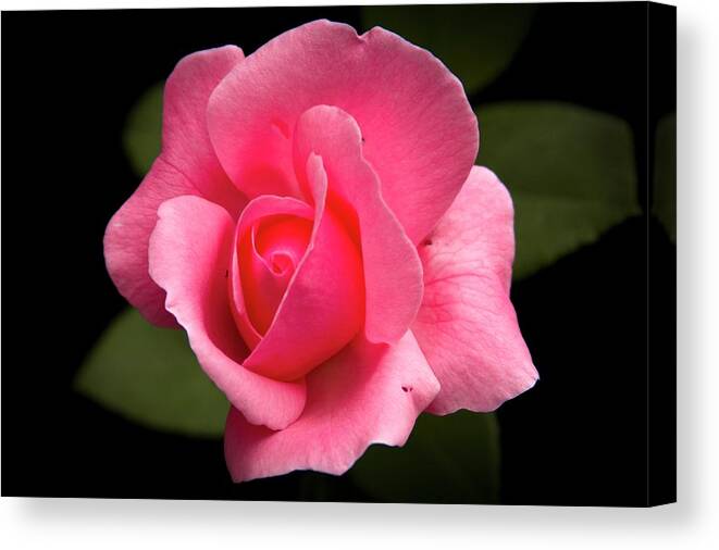 Latin America Canvas Print featuring the photograph Pink Rosebud by Fotografía Y Contenido