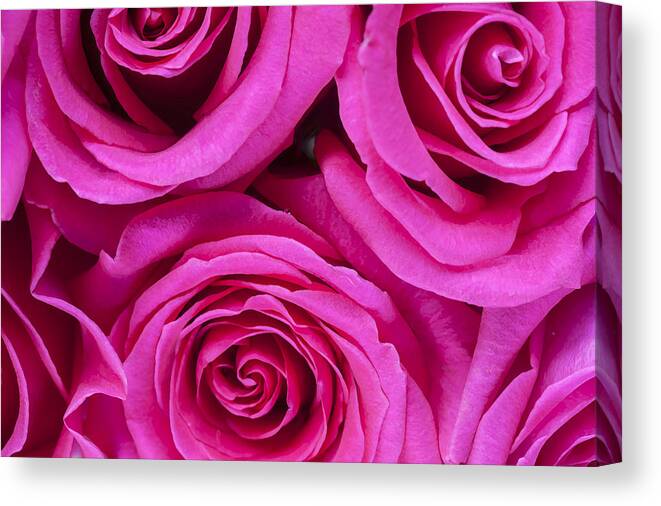 Pink Roses Canvas Print featuring the photograph Pink Roses 2 by Rich Franco