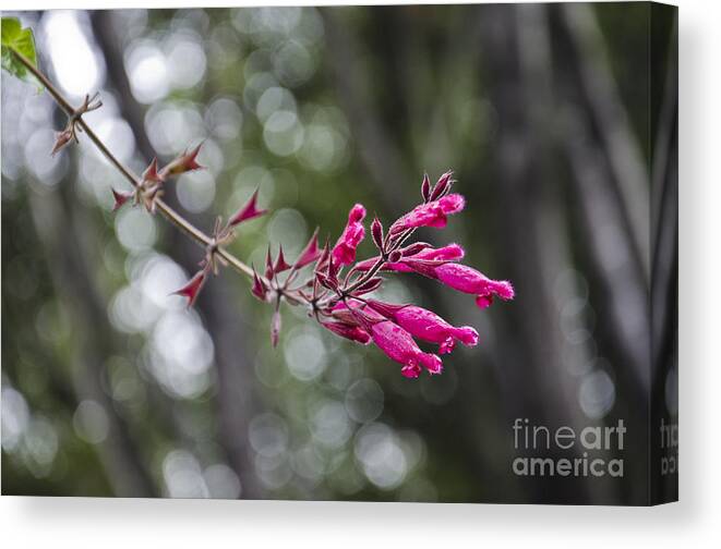 Pink Canvas Print featuring the photograph Pink Sage by Aaron Fromenthal