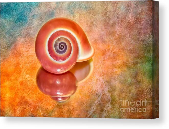 Shell Canvas Print featuring the photograph Pink Shell and Texture by Mimi Ditchie