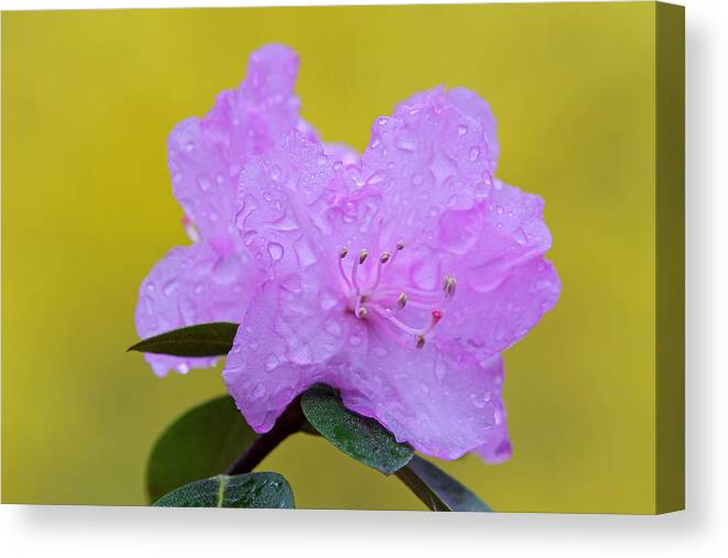 Rhododendron Canvas Print featuring the photograph Pink Spring Blossom by Juergen Roth