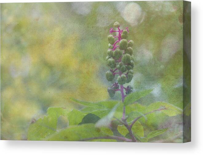 Plant Canvas Print featuring the photograph Pink-Stemmed Plant by Beverly Claire Kaiya