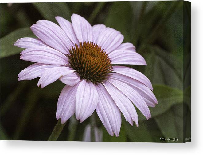 Flower Canvas Print featuring the photograph Pink Summers by Fran Gallogly