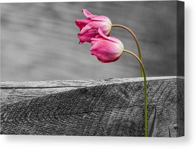 Tulips Canvas Print featuring the photograph Pink Tulips by Cathy Kovarik