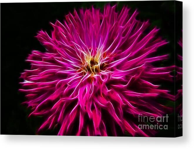 Zinnia Canvas Print featuring the photograph Pink Zinnia Digital Wave by Darleen Stry