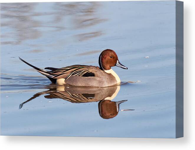 Northern Canvas Print featuring the photograph Pintail Drake Reflections by Kathleen Bishop