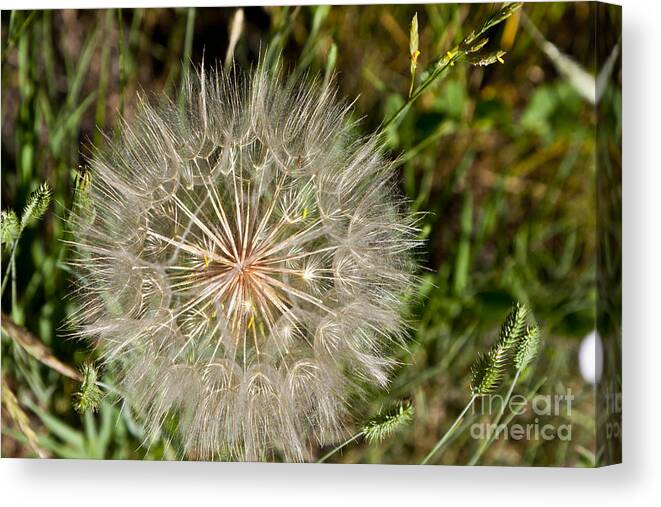 Colorado Canvas Print featuring the photograph Pinwheel by Finesse Fine Art