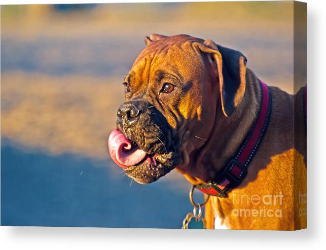 Dog Canvas Print featuring the photograph Pitt the boxer by PatriZio M Busnel