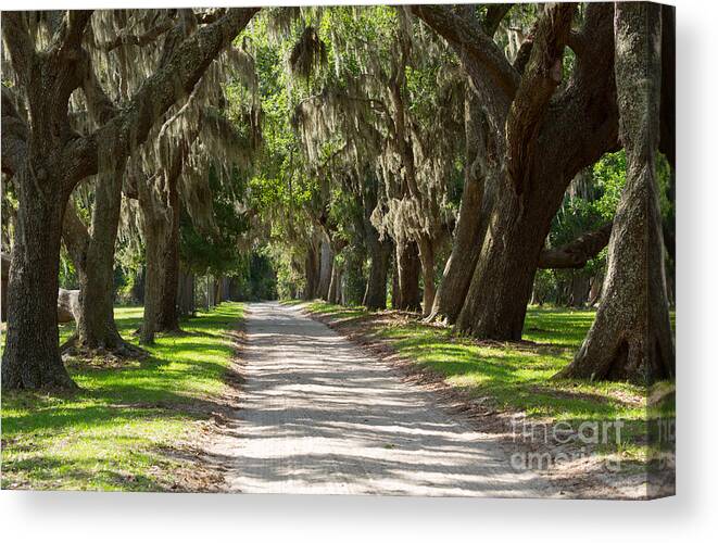 Spanish Moss Canvas Print featuring the photograph Plantation Road by Louise Heusinkveld