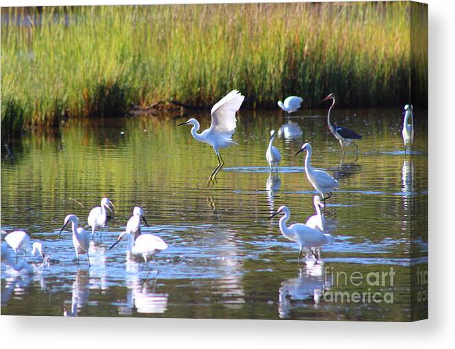 Egret Canvas Print featuring the photograph Playful Egret by Andre Turner
