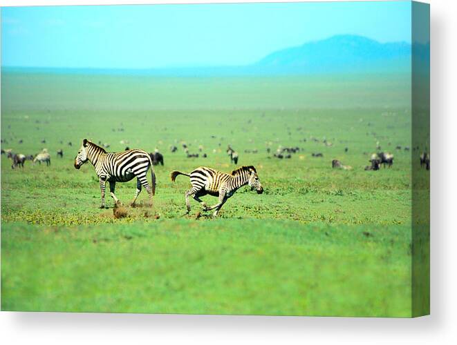 Africa Canvas Print featuring the photograph Playfull Zebras by Sebastian Musial