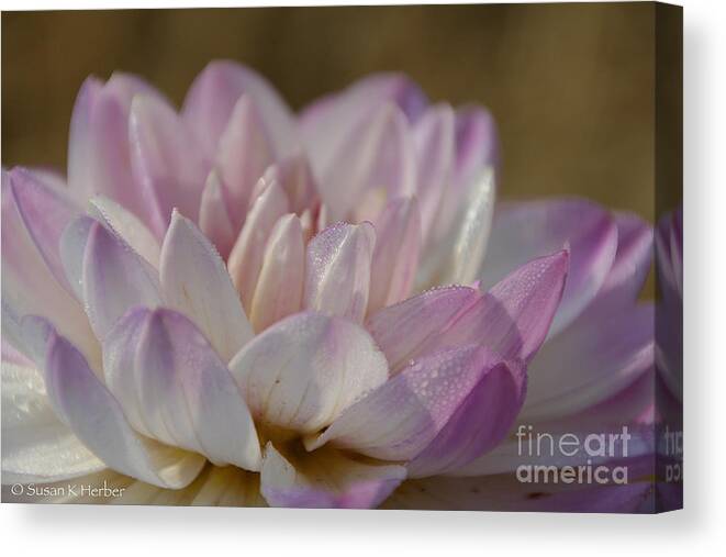 Flower Canvas Print featuring the photograph Pleasant Mornings by Susan Herber