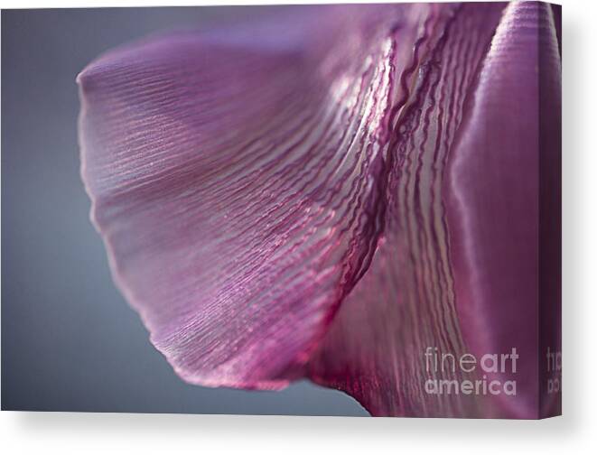 Tulip Canvas Print featuring the photograph Pleated by Terry Rowe