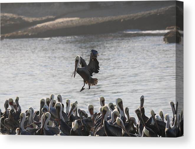 Pelican Canvas Print featuring the photograph Plenty of Room by Christy Pooschke