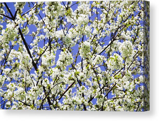 Prunus Sp. Canvas Print featuring the photograph Plum Blossom (prunus Sp.) by Gustoimages/science Photo Library