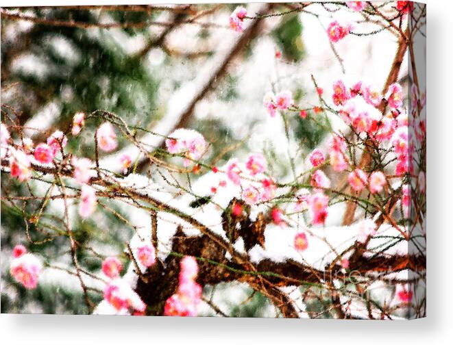 Plum Blossoms Canvas Print featuring the photograph Plum Blossoms Covered in Snow by Beverly Claire Kaiya