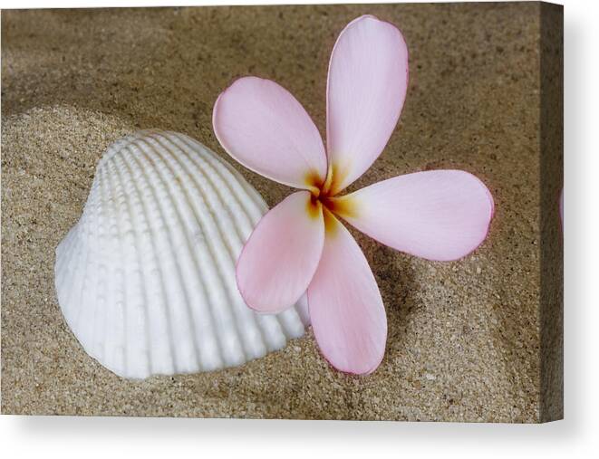 Plumeria Canvas Print featuring the photograph Plumeria Flower And Sea Shell by Susan Candelario