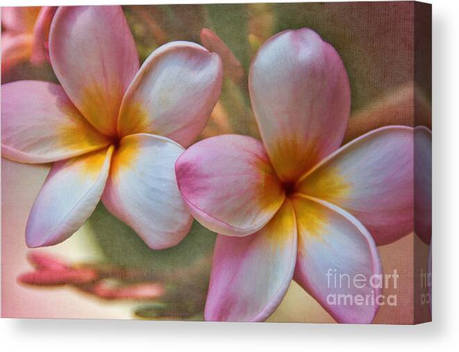 Flower Canvas Print featuring the photograph Plumeria Pair by Peggy Hughes