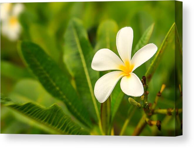 Flower Canvas Print featuring the photograph Plumeria by Stephen Kennedy