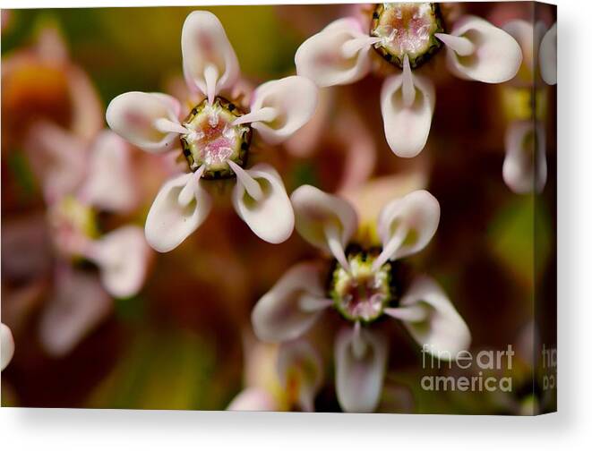 Flower Canvas Print featuring the photograph Pod by Chad Natti