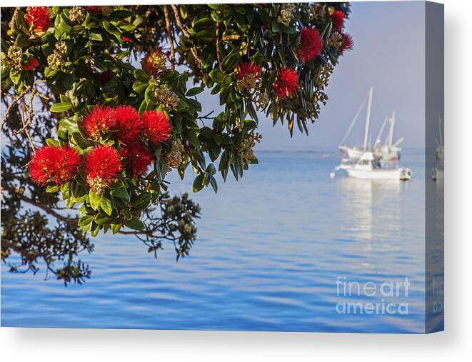 Bay Of Islands Canvas Print featuring the photograph Pohutukawa by Colin and Linda McKie