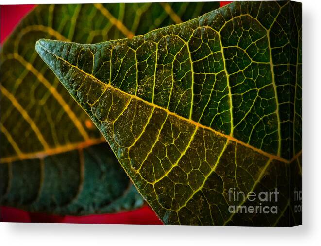 Art Prints Canvas Print featuring the photograph Poinsettia Green Leaf by Dave Bosse