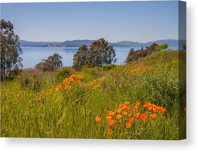 Landscape Canvas Print featuring the photograph Point Pinole Poppies by Marc Crumpler