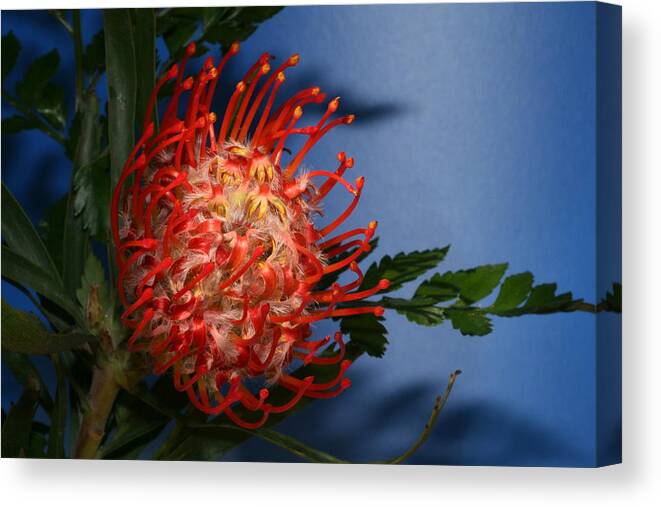 Pincushion Canvas Print featuring the photograph Pointy by Doug Norkum