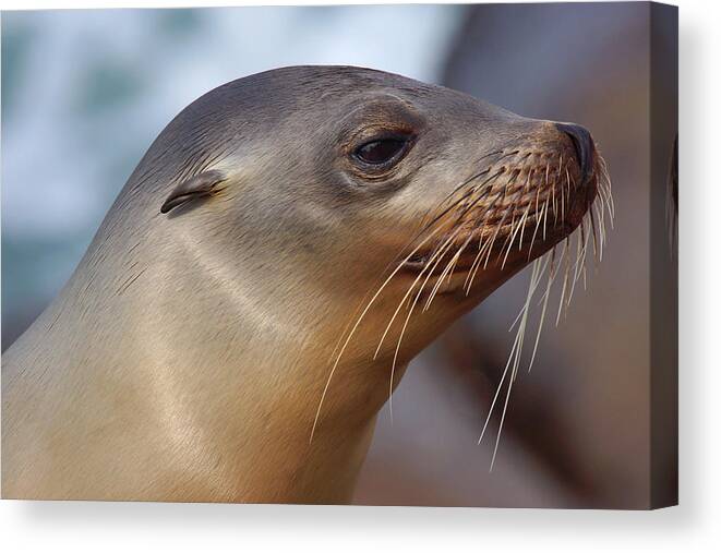 Sea Lion Canvas Print featuring the photograph Poise by Leda Robertson