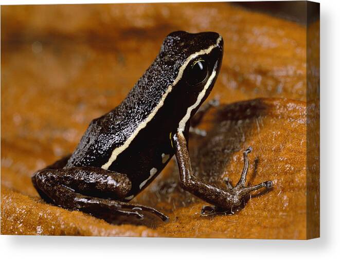 Feb0514 Canvas Print featuring the photograph Poison Dart Frog Portrait Amazonian by Mark Moffett