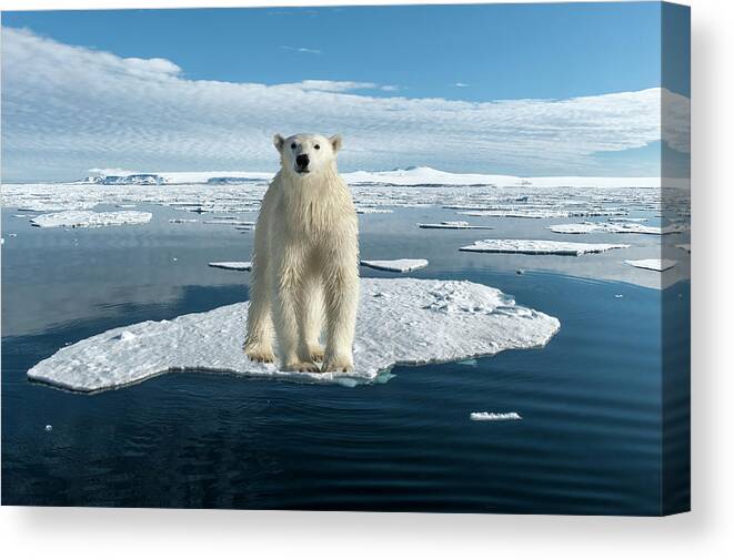 Svalbard Islands Canvas Print featuring the photograph Polar Bear by Gabrielle Therin-weise