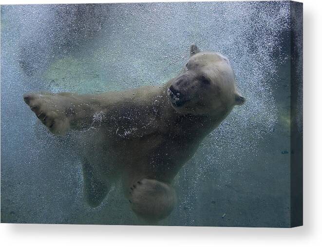 Feb0514 Canvas Print featuring the photograph Polar Bear Swimming Underwater by San Diego Zoo