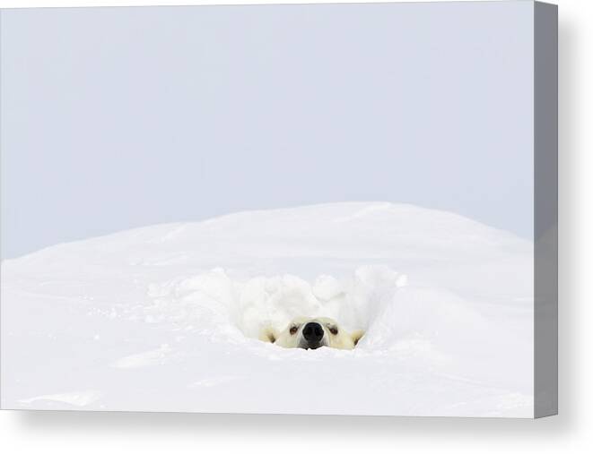 Alertness Canvas Print featuring the photograph Polar Bear Ursus Maritimus Sticking Its by Richard Wear / Design Pics