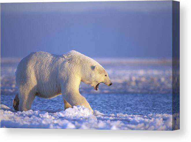 Kazlowski Canvas Print featuring the photograph Polar Bear Walking On Pack Ice Beaufort by Steven Kazlowski