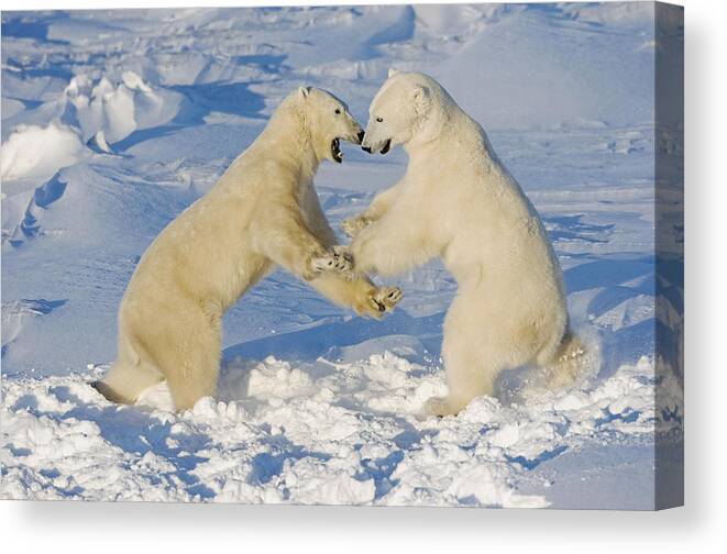 Soucek Canvas Print featuring the photograph Polar Bears Wrestling And Play Fighting by Tom Soucek
