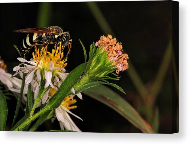 Bee Canvas Print featuring the photograph Pollen by Jonathan Davison