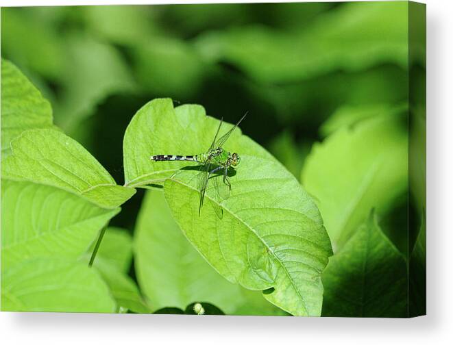 Dragonfly Canvas Print featuring the photograph Pond Hawk by David Armstrong