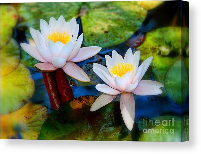 Pond Lily Canvas Print featuring the photograph Pond Lily by Patrick Witz