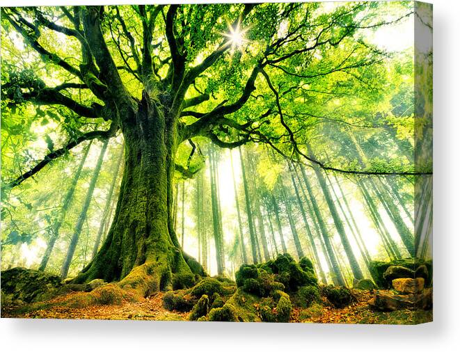 Creative Canvas Print featuring the photograph Ponthus' Beech by Christophe Kiciak