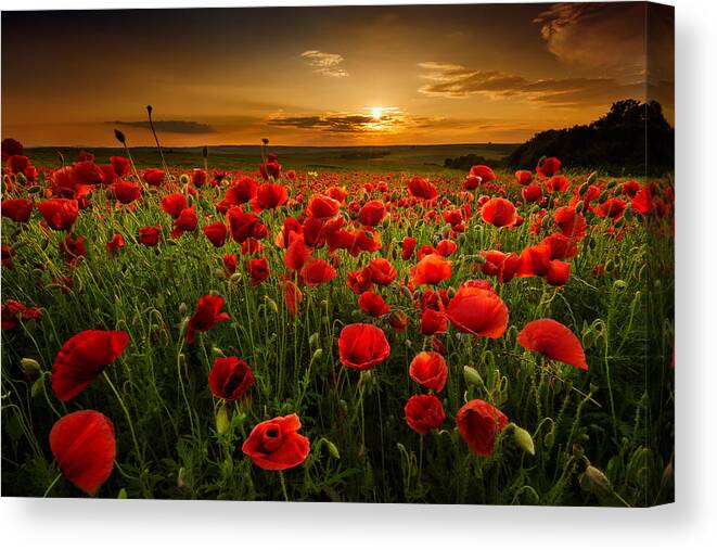 Poppy Canvas Print featuring the photograph Poppy field at sunset by Evgeni Ivanov