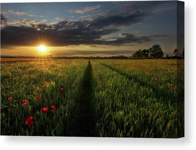 County Kildare Canvas Print featuring the photograph Poppy Field by Bryan Hanna Irish Landscape Photography