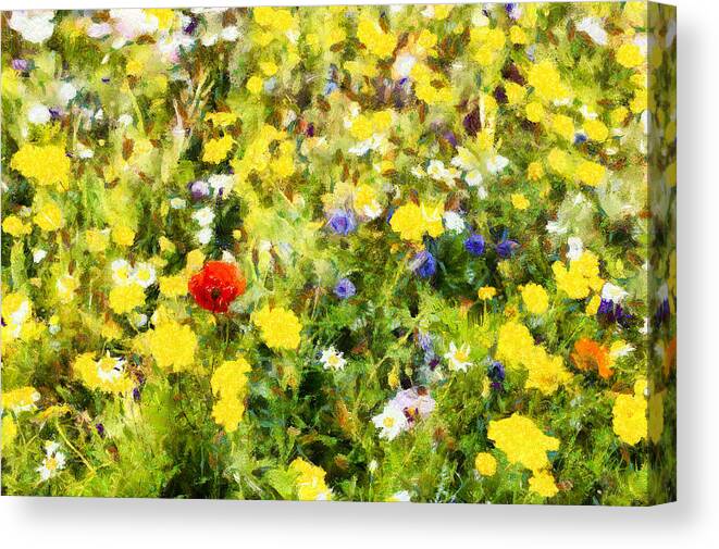 Poppy Canvas Print featuring the photograph Poppy in wildflowers by Nigel R Bell