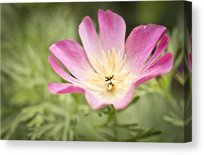 Poppy Canvas Print featuring the photograph Poppy by Priya Ghose