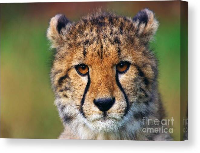 Portrait Canvas Print featuring the photograph Portrait of a cheetah cub by Nick Biemans