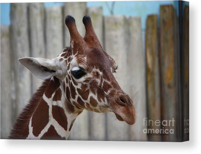 Zoo Canvas Print featuring the photograph Portrait of a Giraffe by Veronica Batterson