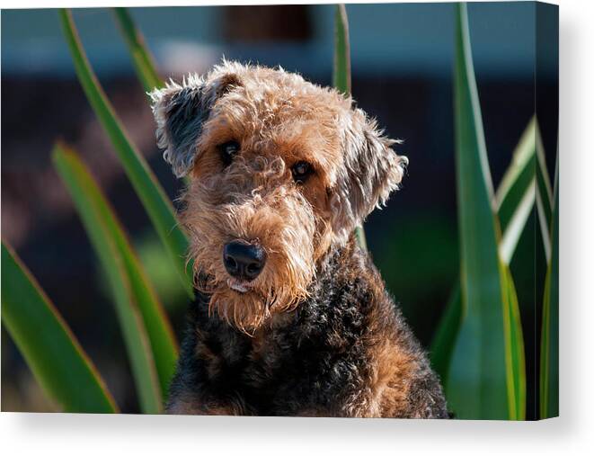 Airedale Terrier Canvas Print featuring the photograph Portrait Of An Airedale Terrier by Zandria Muench Beraldo